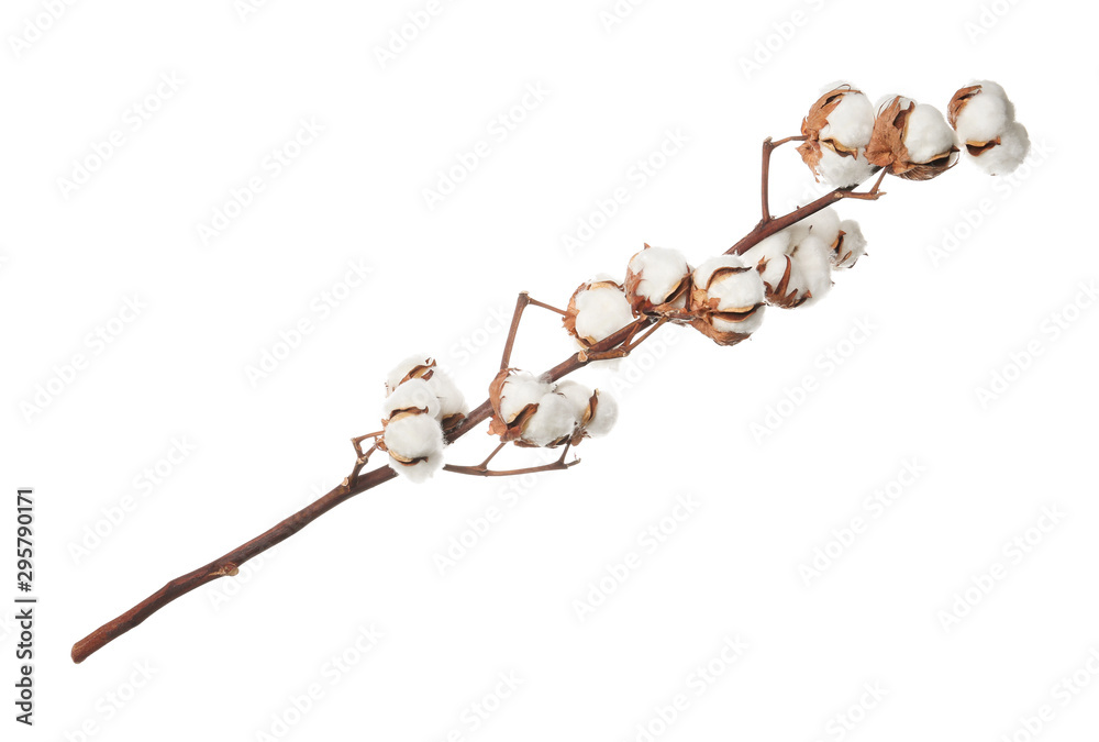 Beautiful fluffy cotton flowers on white background Beautiful fluffy cotton flowers on white background