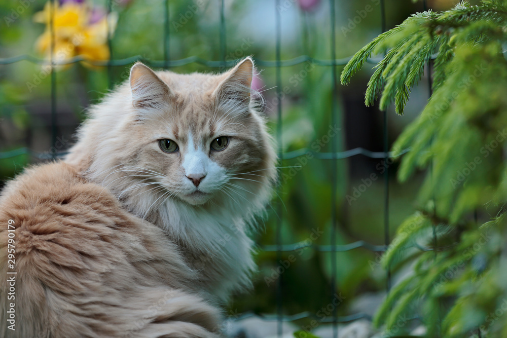 Obraz premium A norwegian forest cat male spending time in his green garden near the fence