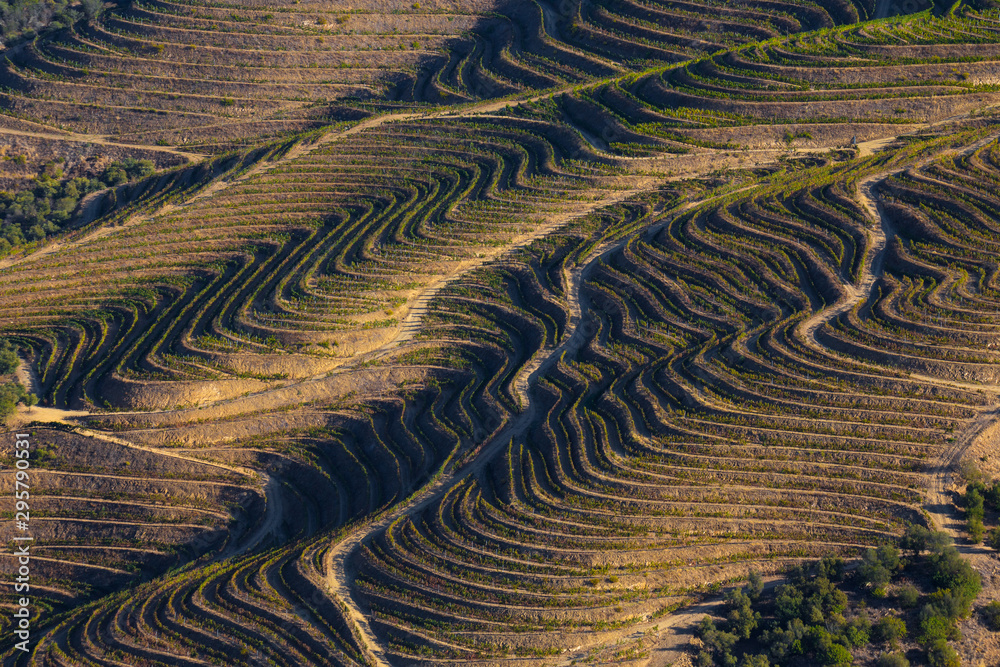 UNESCO World Heritage, the Douro Valley beautiful endless lines of Vineyards, in Sao Joao da Pesqueira, Viseu, Portugal. - obrazy, fototapety, plakaty 