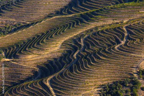Obraz na plátně UNESCO World Heritage, the Douro Valley beautiful endless lines of Vineyards, in Sao Joao da Pesqueira, Viseu, Portugal
