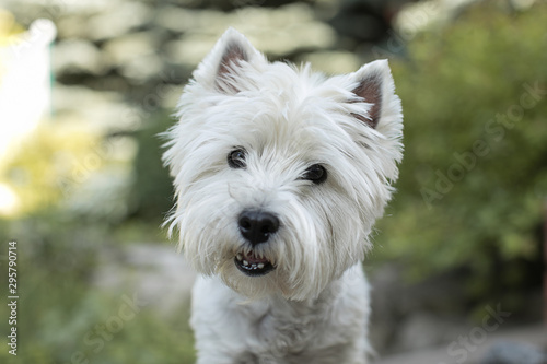 west highland white terrier photo