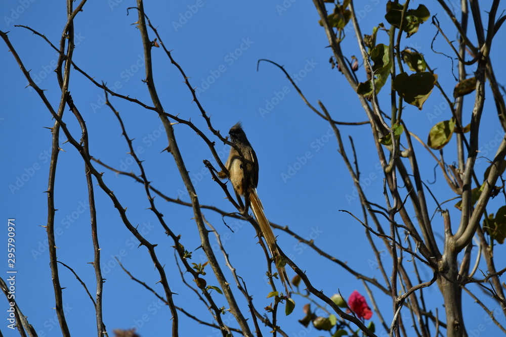 South African bird in natural conditions South African bird in natural conditions