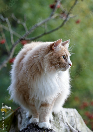 A big and strong Norwegian forest cat male standing on a stump in the evening light © puteli
