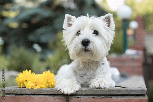 dog in the garden photo