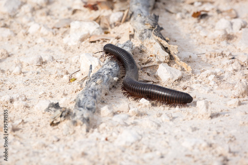 A centipede (Archispirostreptus gigas) walking on the ground, Etosha, Namibia, Africa