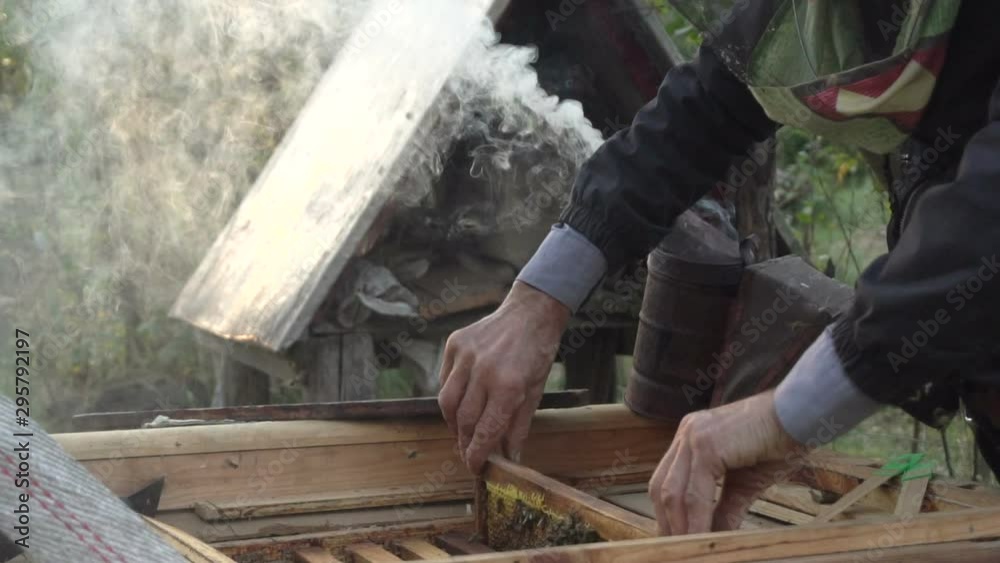 beekeeper working in an apiary near the hive beekeeper working in an apiary near the hive
