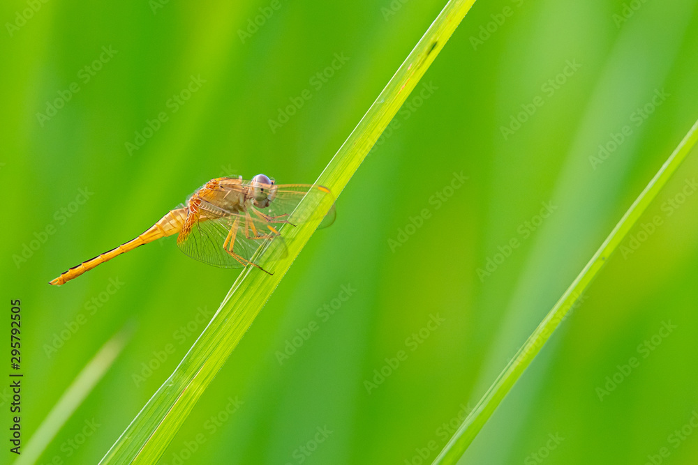 Young male Greater Red Skimmer dragonfly perching on rice leaf with green blur background Young male Greater Red Skimmer dragonfly perching on rice leaf with green blur background
