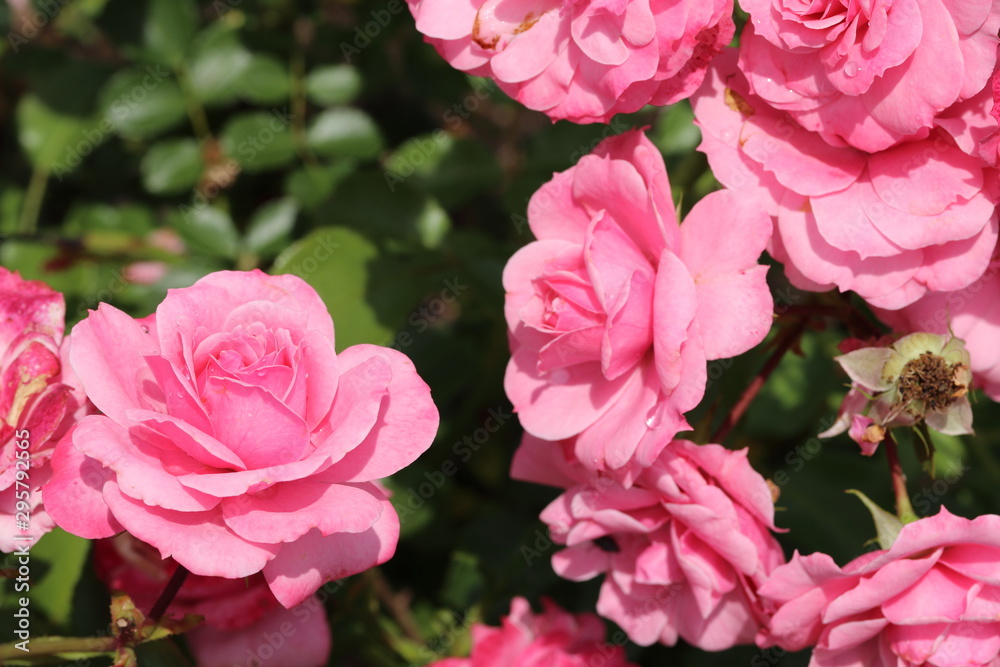 薔薇 ばら ロイヤルボニカ 薔薇 ばら ロイヤルボニカ