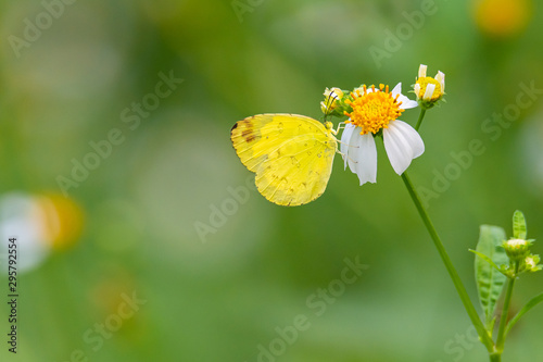 Common Grass Yellow butterfly using its probostic to drink nectar from little white daisy flower © phichak