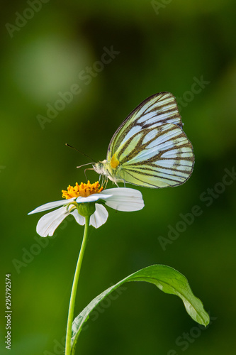 Common Gull butterfly using its probostic to drink nectar from little white daisy flower © phichak
