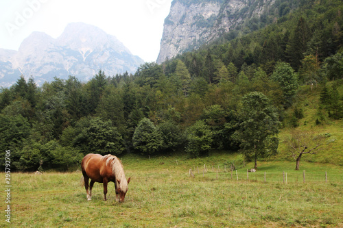 A horse in Trenta village in Soca valley in Slovenia 