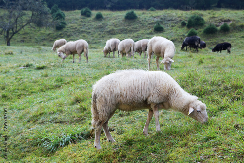 Sheeps grazing in Soca river valley  Slovenia