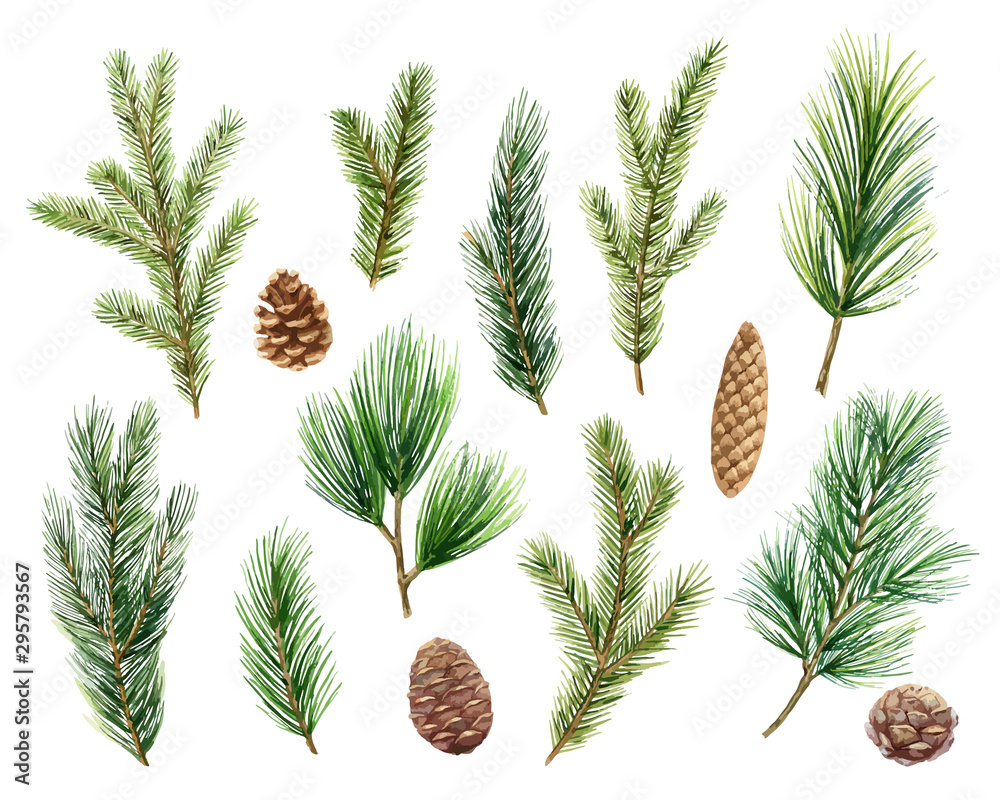 Christmas vector set with green pine branches and cones. - obrazy, fototapety, plakaty 