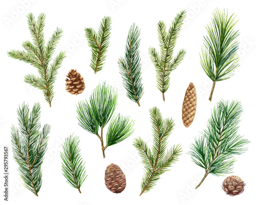 Murais de parede Christmas vector set with green pine branches and cones.