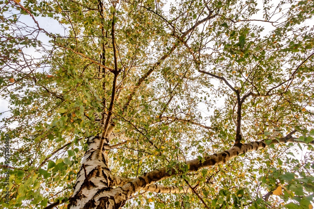 Fototapeta premium Birke Stamm und Äste im Herbst