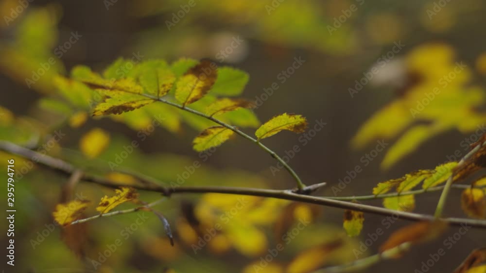 Small branche with autumn leafs moving in slowmotion Small branche with autumn leafs moving in slowmotion