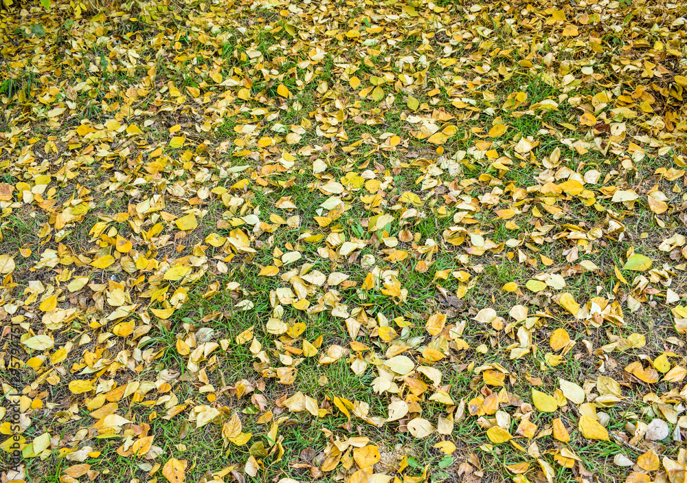 Background from yellow leaves. Fallen leaves cover the ground in the park. Beautiful autumn landscape.