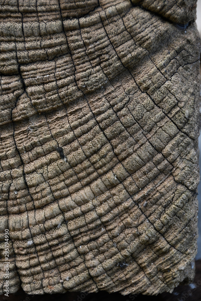 Fototapeta premium texture of wood