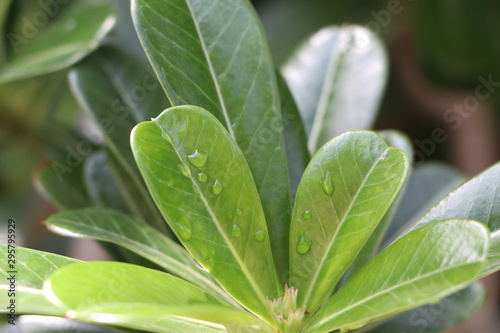 The pattern of leaf succulent by Droplet after rain.