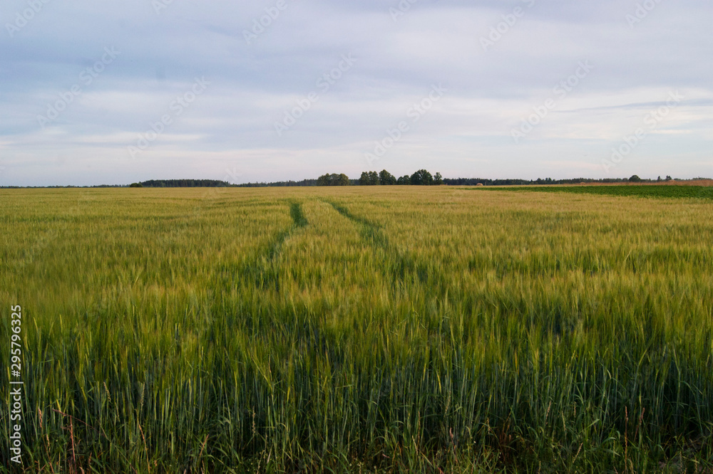 Pathway in cropfield