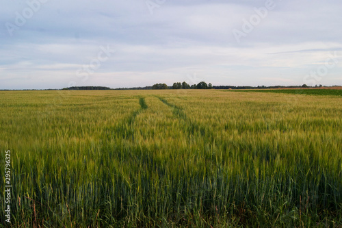 Pathway in cropfield