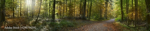Panorama von Herbstwald
