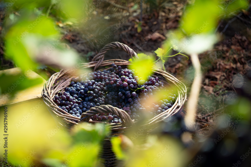 wicker basket full of red grapes in the vineyard wicker basket full of red grapes in the vineyard