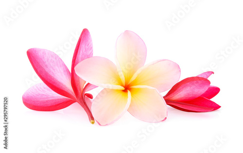 Tropical flowers frangipani (plumeria) isolated on white background © wealthy lady