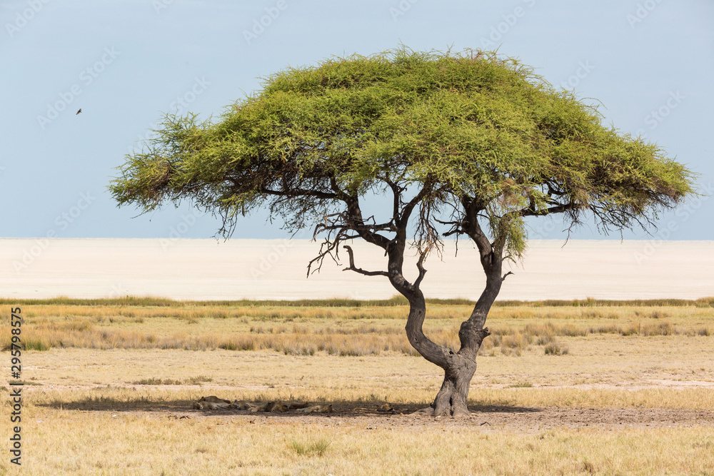 Big acacia tree with a pack of lions in the shadow and the Etosha pan in the background, Etosha, Namibia, Africa
