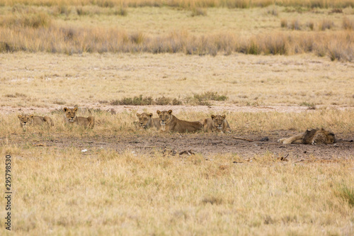 A pack of female lions sits in the shadows in wait, one male lion is sleeping, Etosha, Namibia, Africa