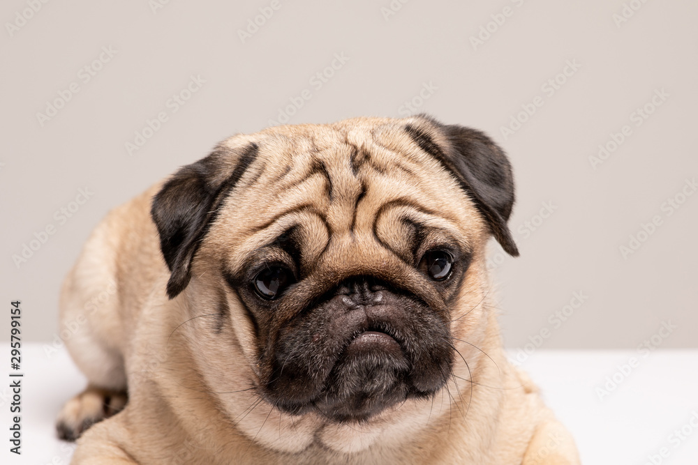 Funny dog pug breed making angry face feeling so sad and serious dog
