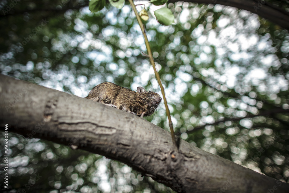 rodent degu climbed on a tree branch, nature background.