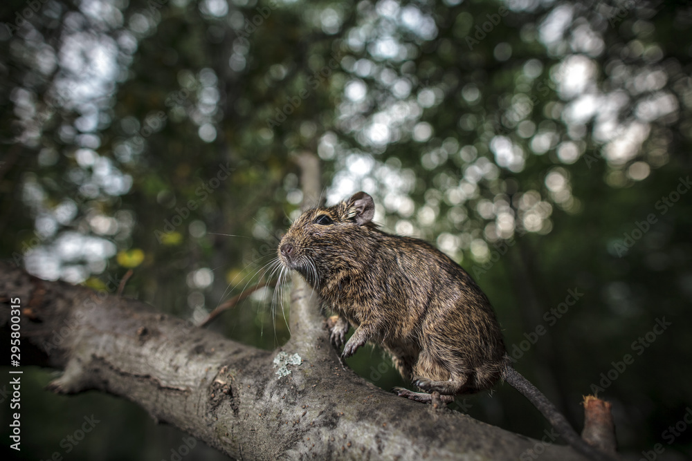 rodent degu climbed on a tree branch, nature background. rodent degu climbed on a tree branch, nature background.