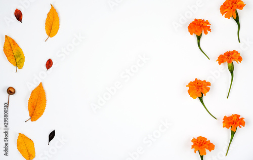 Autumn composition background . vertical string of French Marigold flowers and yellow rusty leaves , acorn on white paper .Top view, copy space, flat lay .