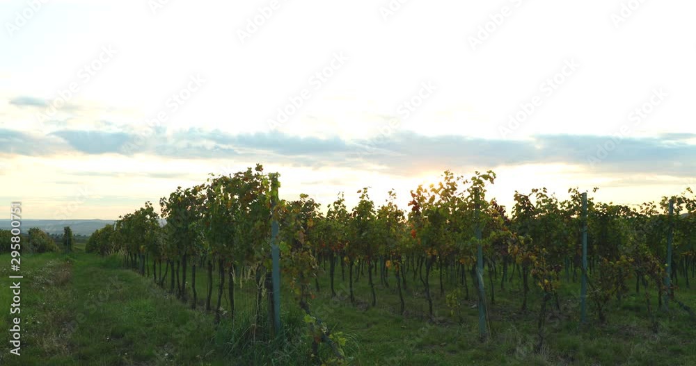 A view of a farm and a field where grapes are grown at sunset A view of the long straight lines of fresh grape region of South Moravia Czech Republic captured in 4K 60fps. A view of a farm and a field where grapes are grown at sunset A view of the long straight lines of fresh grape region of South Moravia Czech Republic captured in 4K 60fps.