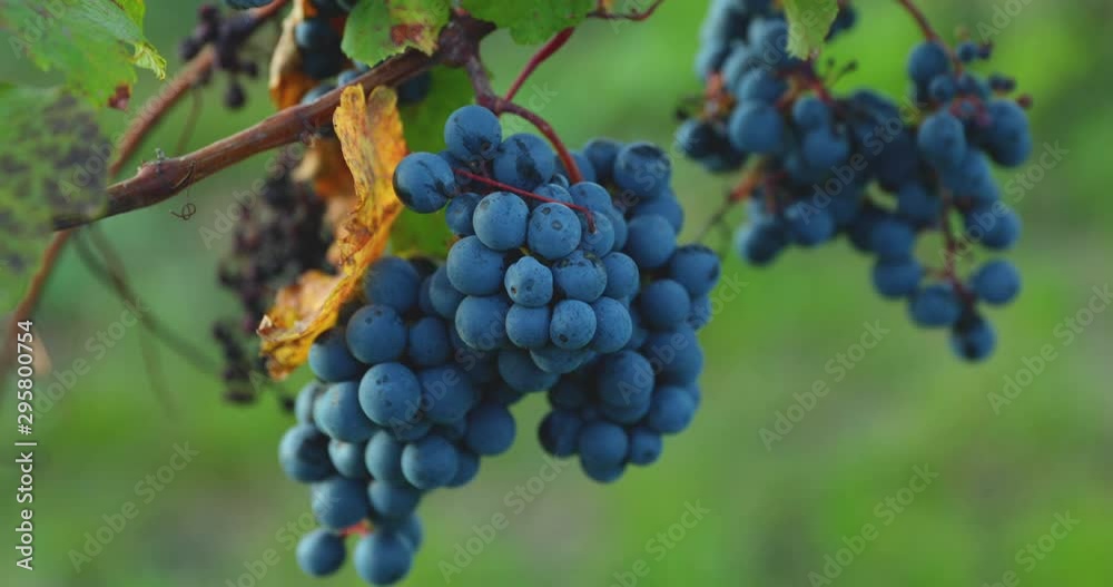 A detailed view of a bunch of ripe grapes from a farm during the day moving in strong wind before harvesting and preparing wine in the South Moravia region captured at 4K 60fps. A detailed view of a bunch of ripe grapes from a farm during the day moving in strong wind before harvesting and preparing wine in the South Moravia region captured at 4K 60fps.
