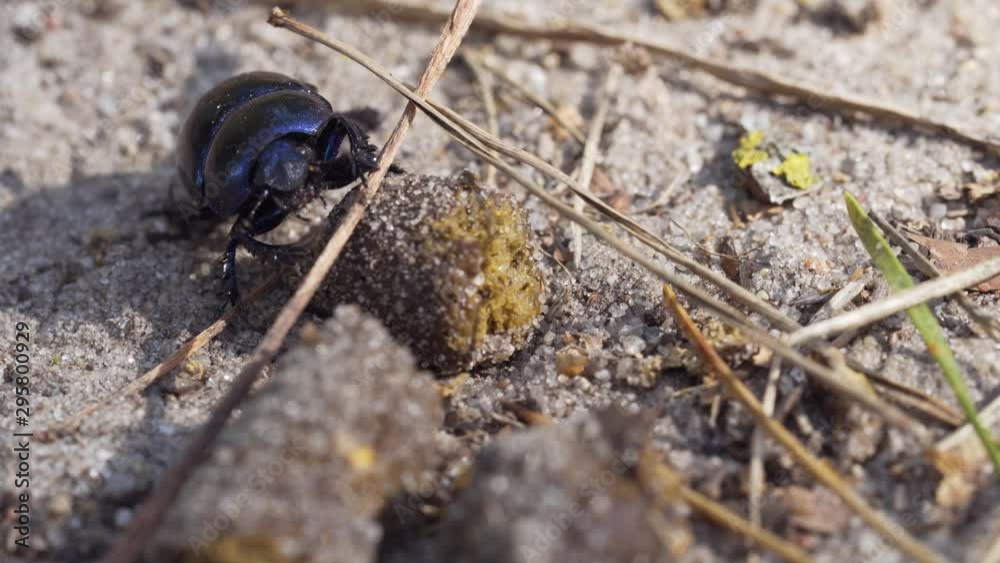 Dung Beetle Trying To Roll Over Dung On Sand. Close Up Dung Beetle Trying To Roll Over Dung On Sand. Close Up