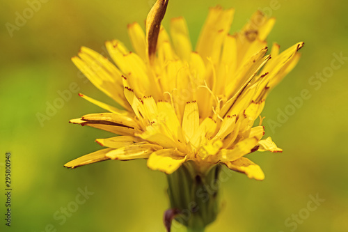 Yellow dandelion flower close-up. A closeup of wildlife. Copyspace.