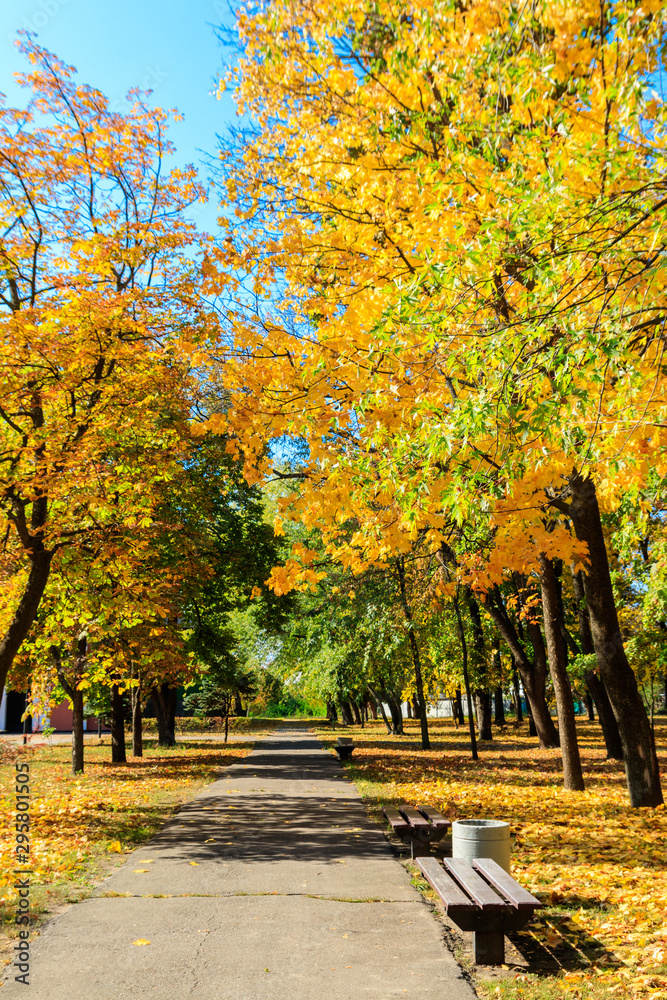 Naklejka premium Alley with yellow maple trees in a city park at autumn