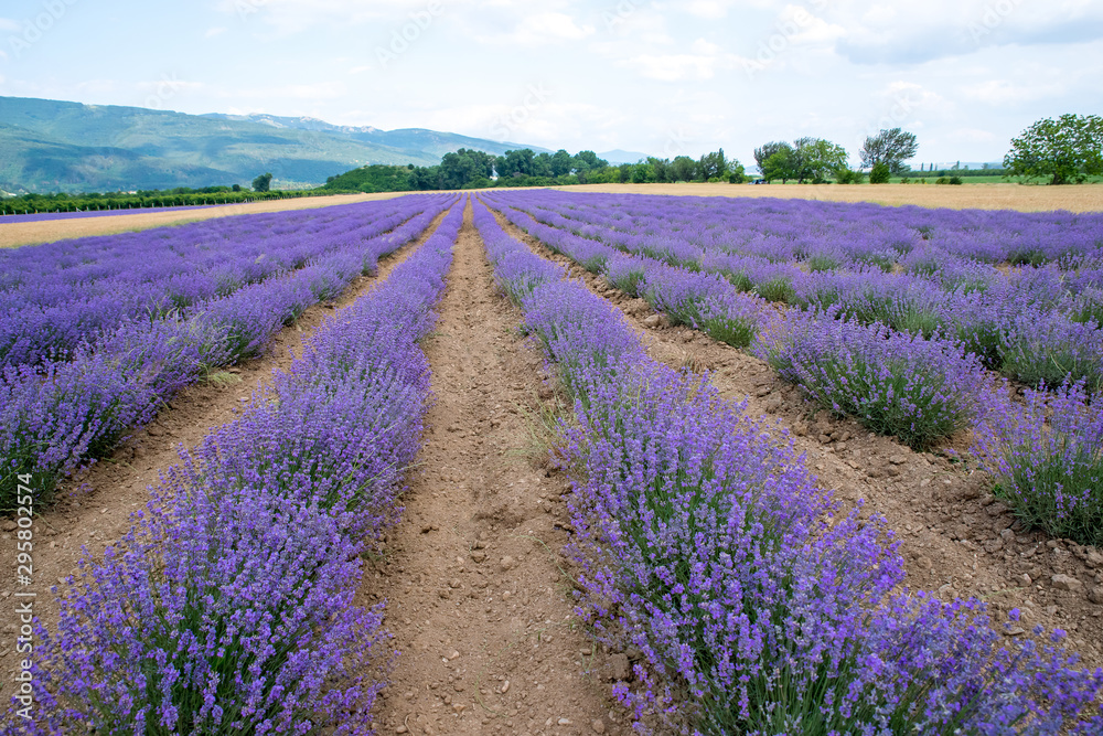 Fototapeta premium Lavender. Growing herb in an agricultural field for medical and cosmetic products