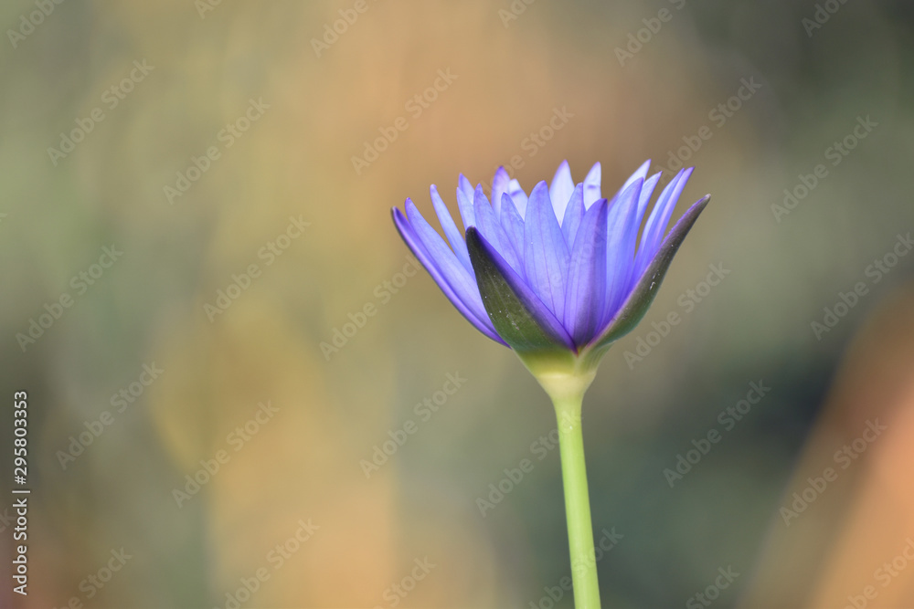 Water lily Water lily