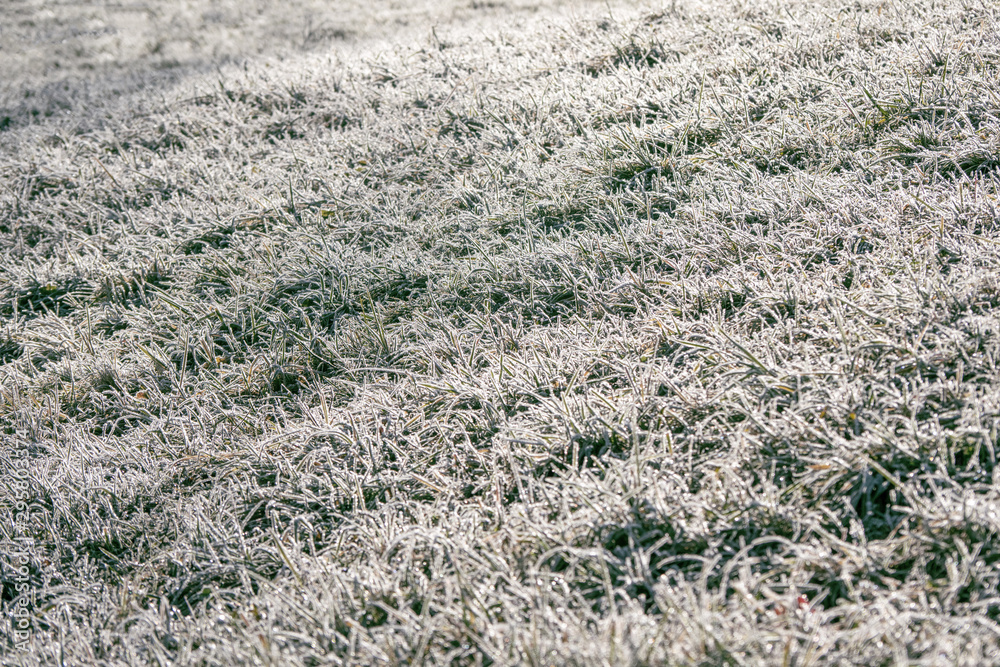 Frost on the grass. Winter frosty abstract natural background. Frost on the grass. Winter frosty abstract natural background.
