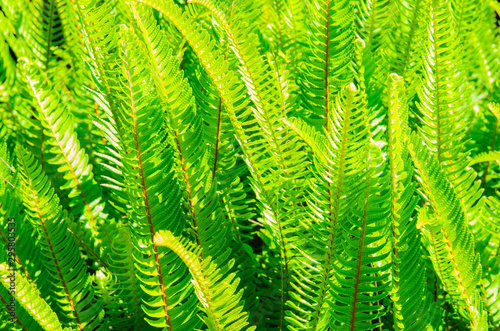 Vibrant green leaves at sunlight for texture or background. Abstract nature plant image.