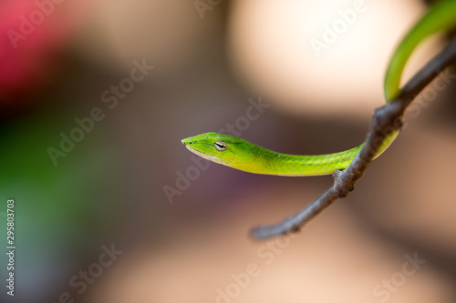 Oriental whipsnake in nature