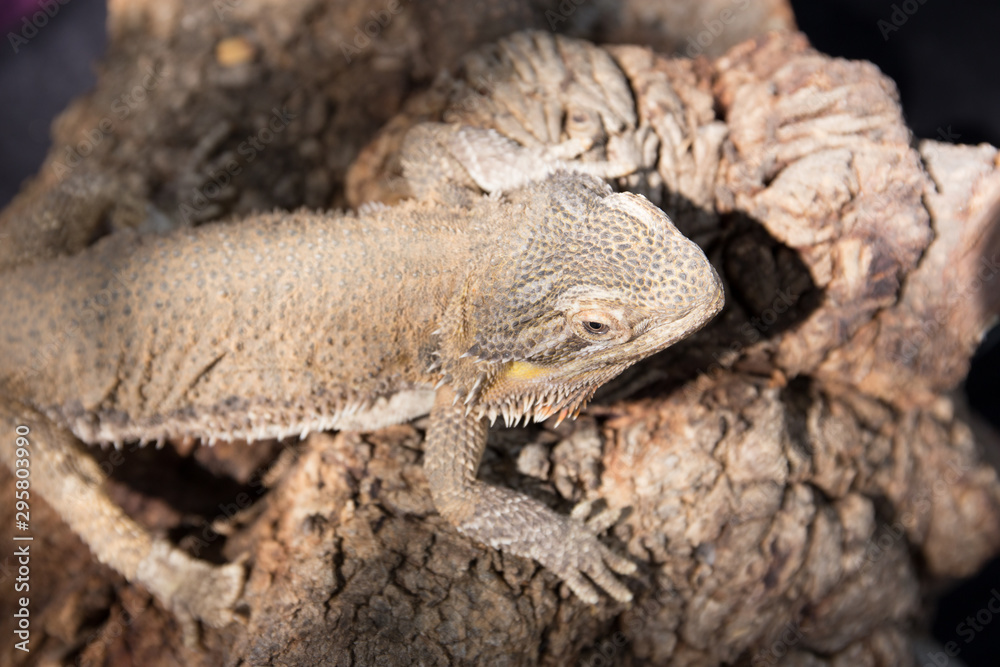 Fototapeta premium Horned Lizard Desert