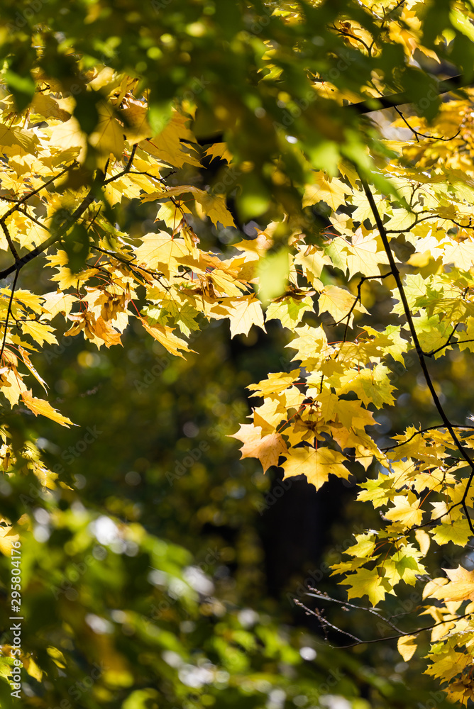 Beautiful and bright autumnal trees. Autumn colors. Beautiful and bright autumnal trees. Autumn colors.