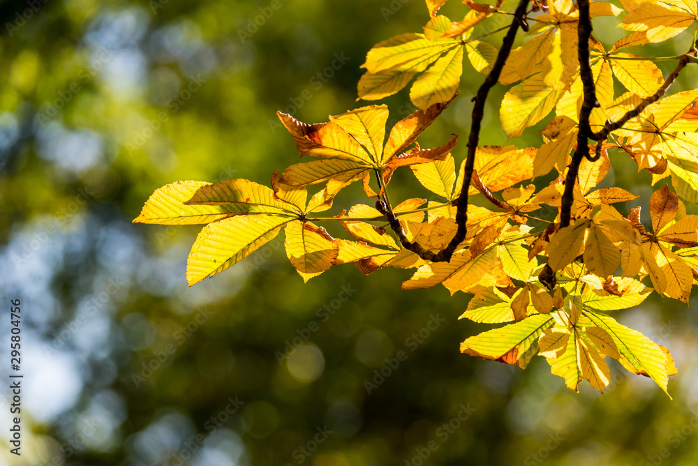 Beautiful and bright autumnal trees. Autumn colors.