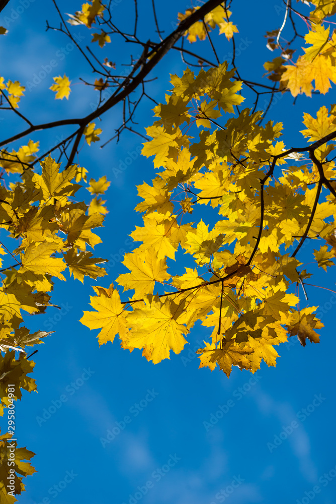 Obraz premium Beautiful and bright autumnal trees. Autumn colors.