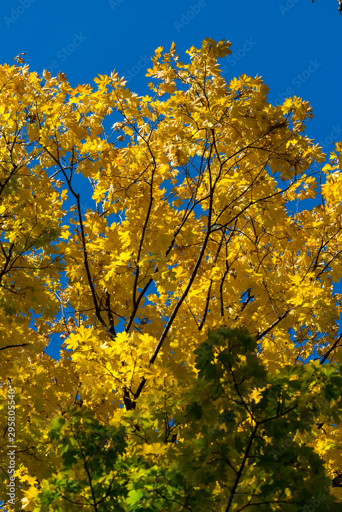 Beautiful and bright autumnal trees. Autumn colors. Beautiful and bright autumnal trees. Autumn colors.