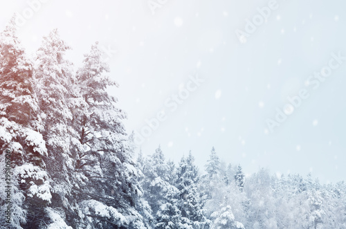 Coniferous forest covered with snow landscape backdrop. Winter season wild nature scenery. Snowy sunny weather. Downfall in spruce woodland. Fir tree tops in hoarfrost. Snowfall in woods background